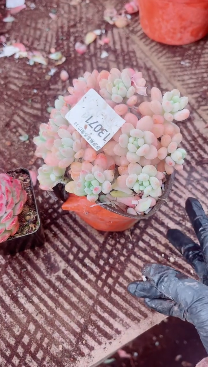 大*豆跃跃精品多肉13071