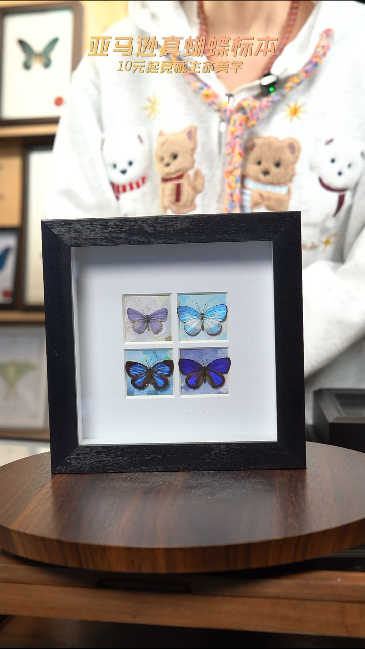 4只小型蝶组合方框