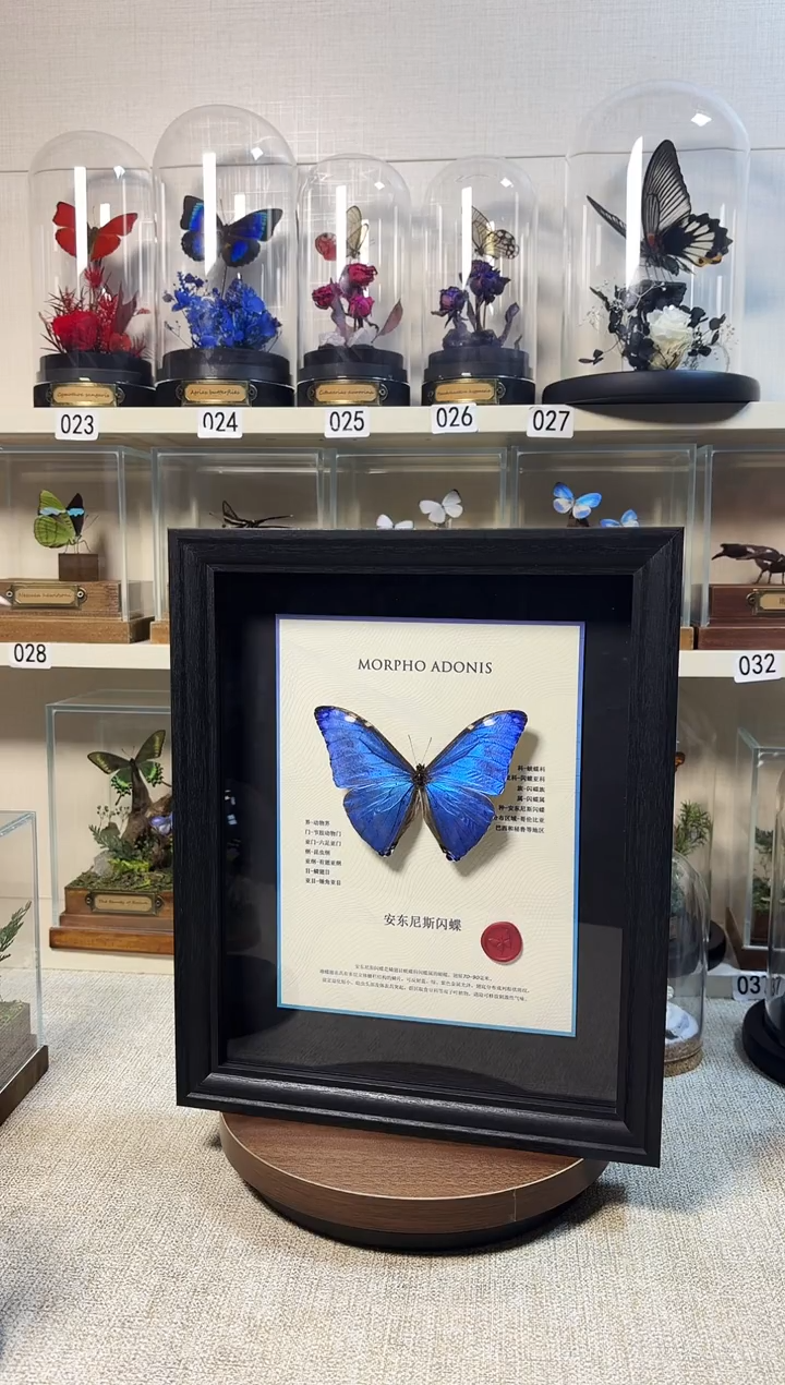 大自然真实的蝴蝶标本