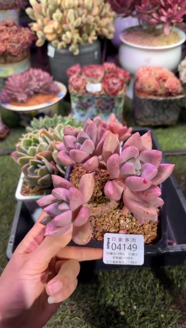 【闪购商品】04149