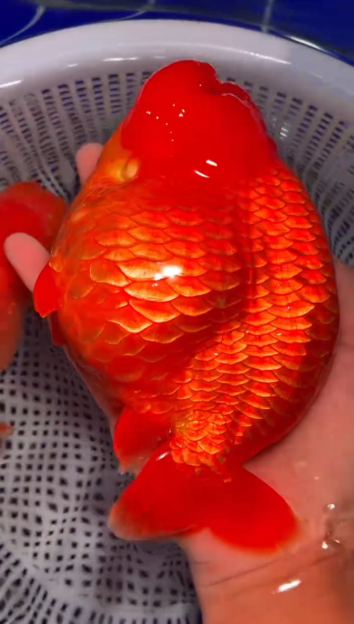 金鱼（运费到付，马印灯下展示）福州追鱼兰寿金鱼