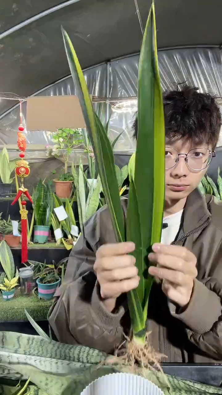 16号黑金裸根35.