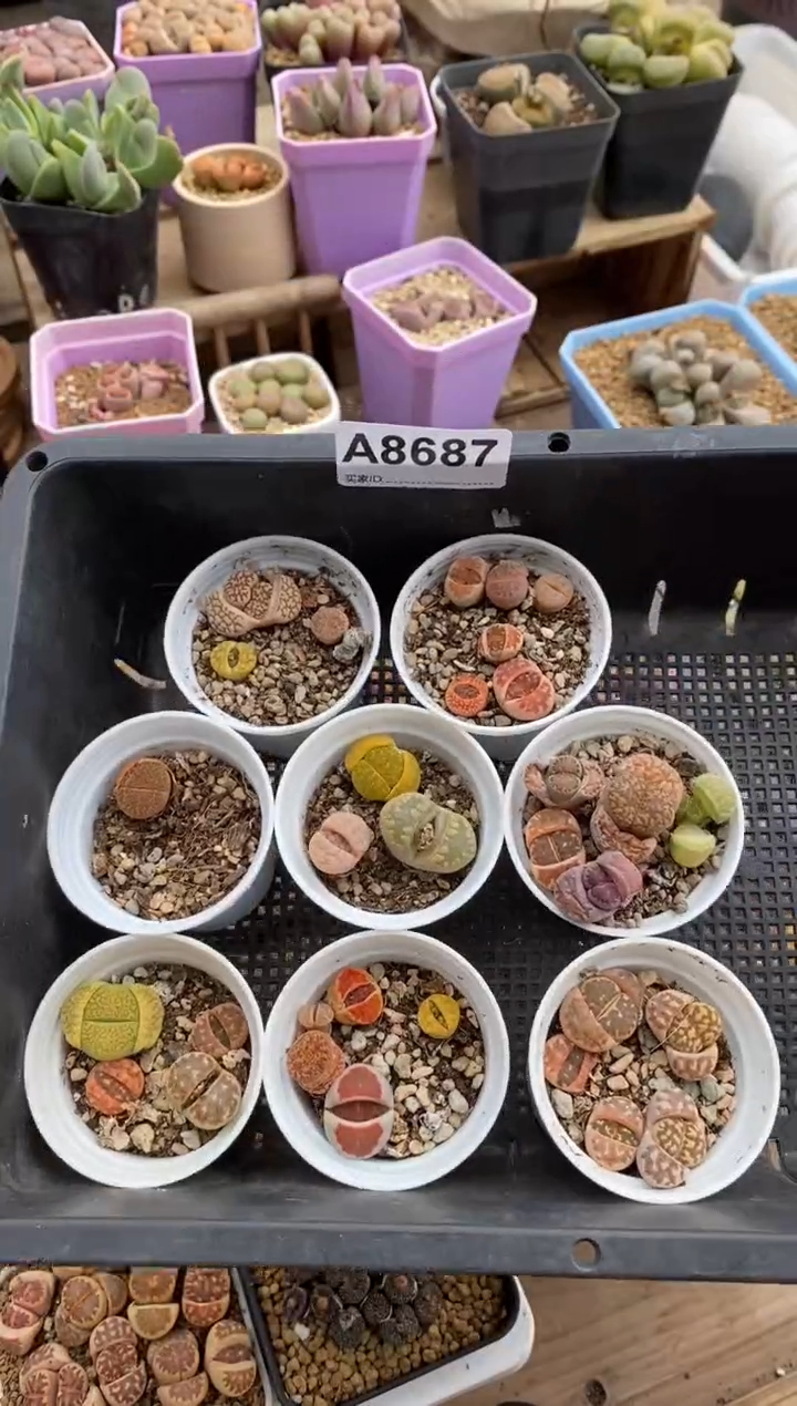 【闪购商品】8687 开播福利