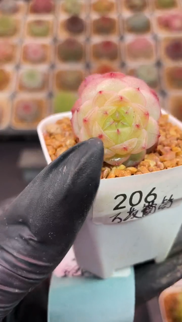 闪购206 万花筒多肉一颗