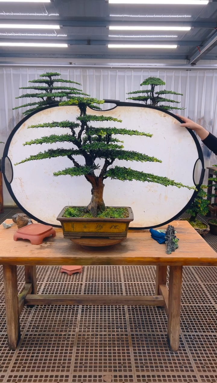 无花朵红**头精品盆景直播间一物一拍