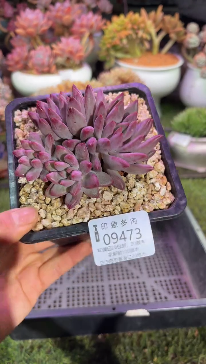 【闪购商品】09473