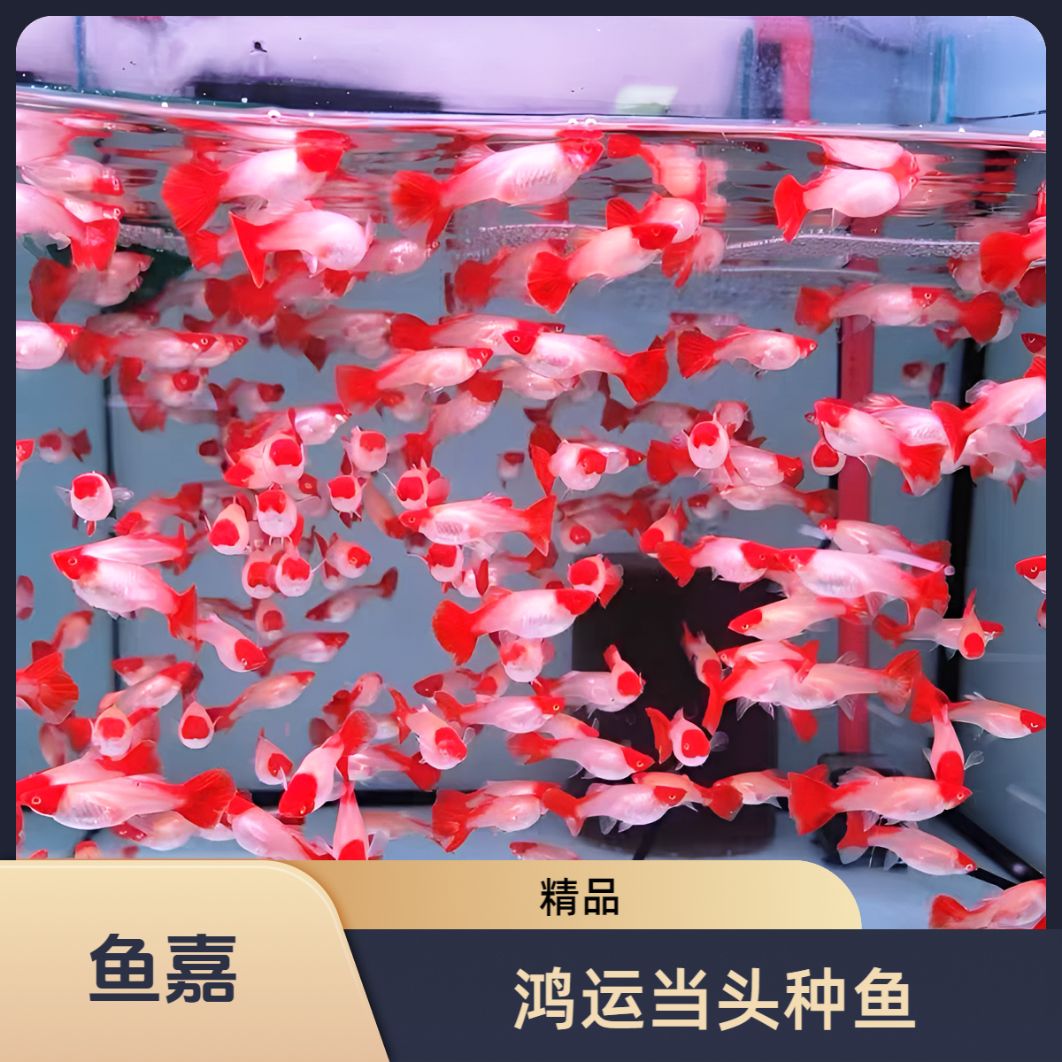 鸿运当头种鱼孔雀观赏鱼新手好养易活