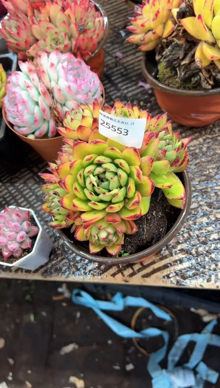 春****h多肉植物一物一拍25553