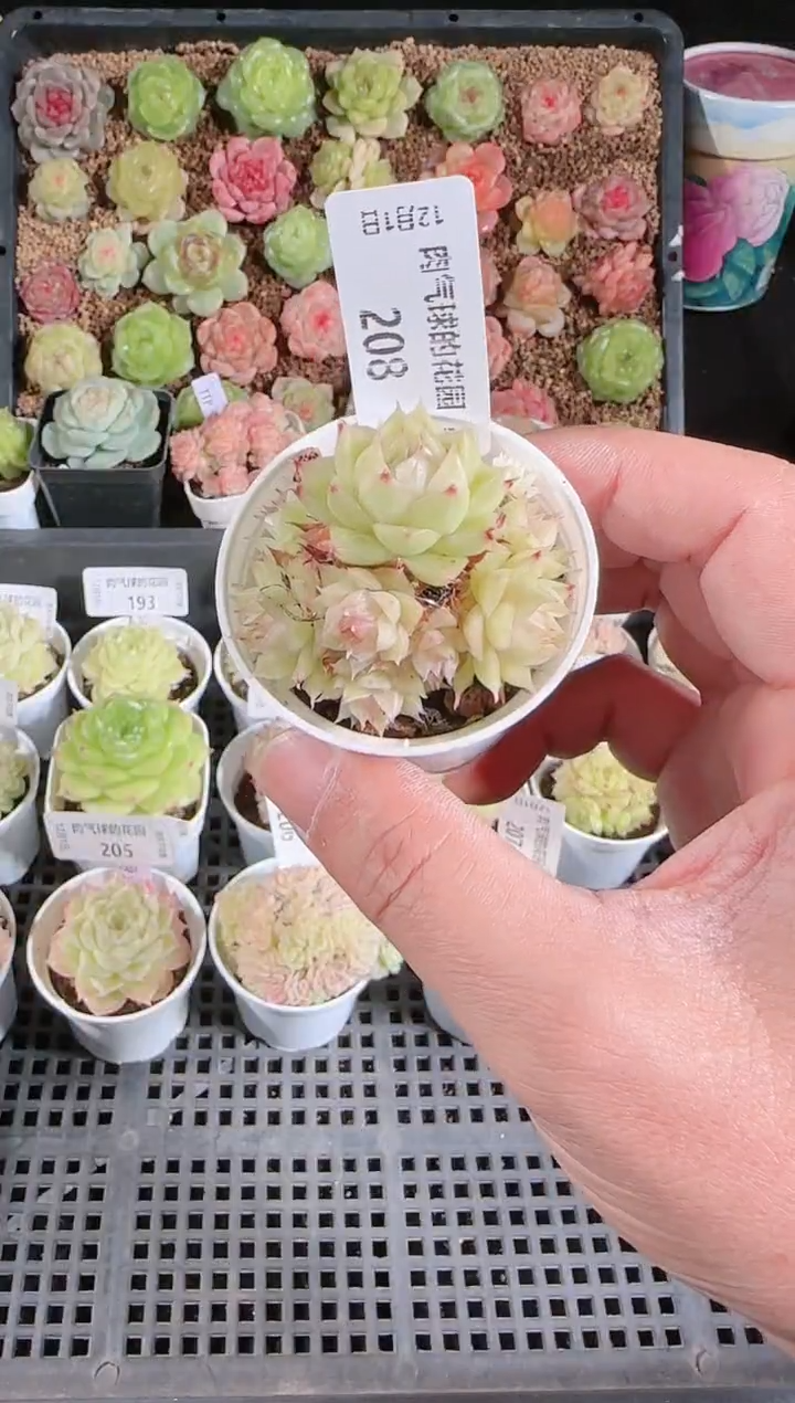  1201-208多肉群生不包整