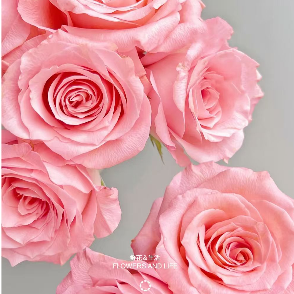 [家居鲜花]戴安娜玫瑰 无包装不含花瓶 插花仪式感 鲜切生活鲜花 直播同城配送