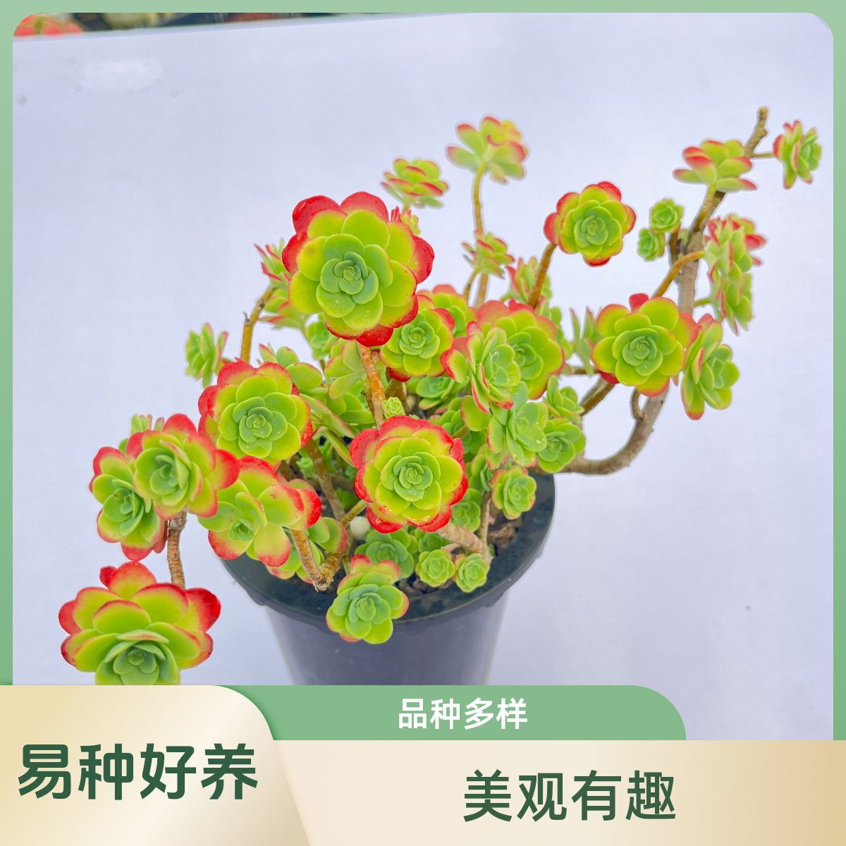 圆叶薄化妆多肉植物绿植花卉花盆栽颜色漂亮室内室外养殖脱土