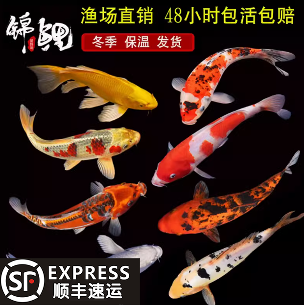 【14-17cm】红草2黄金1共三条锦鲤金鱼观赏鱼好养耐活