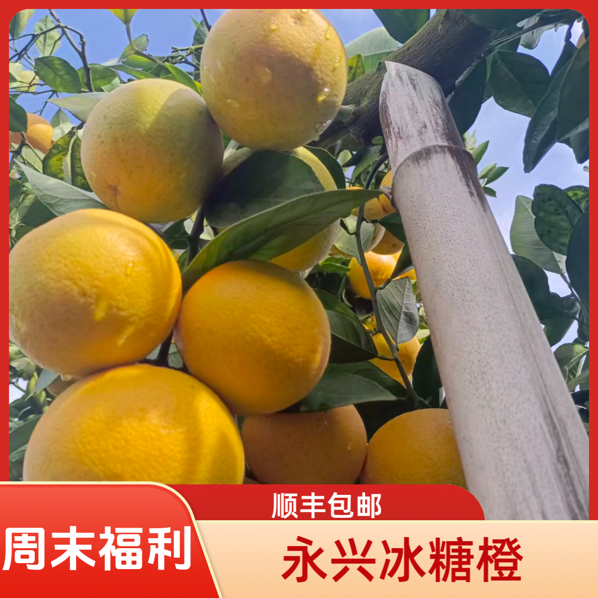 【赠粉丝专属福利顺丰包邮】永兴冰糖橙涌水灌万亩基地当季特产水果