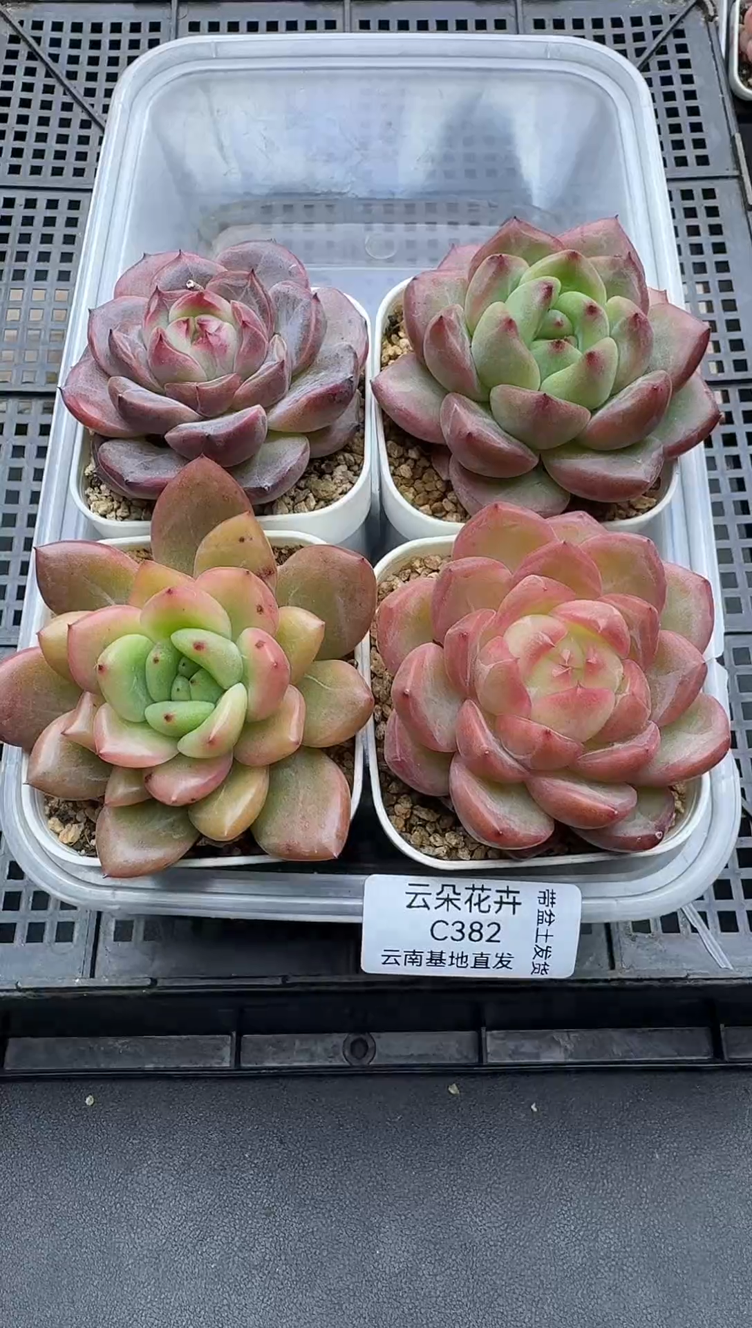 珍妮杂交多肉C382
