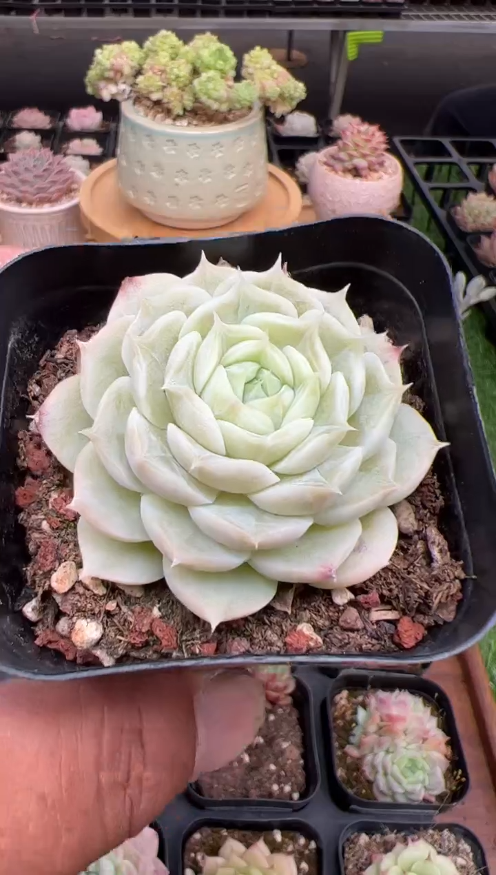 东云多肉园二店-239