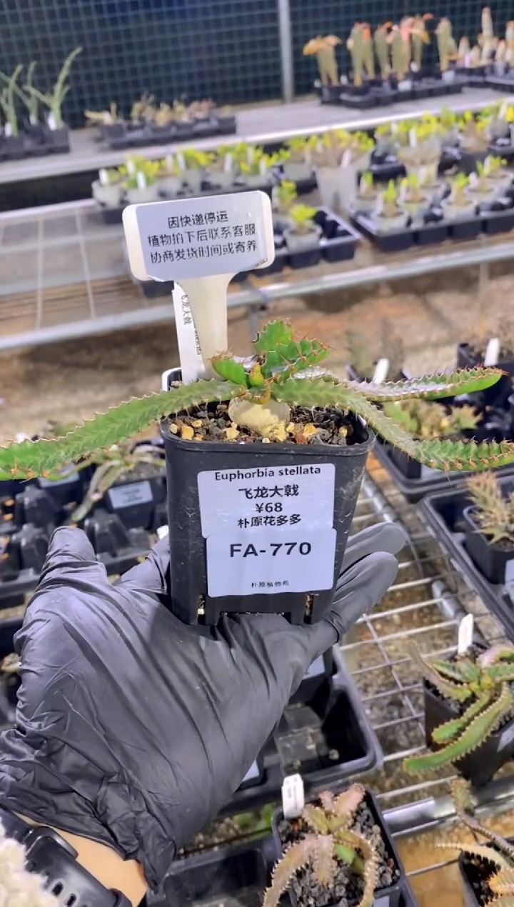 【闪购商品】飞龙大戟FA-770