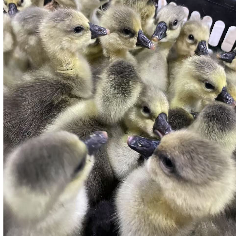 宠物 灰色 8只装 包邮