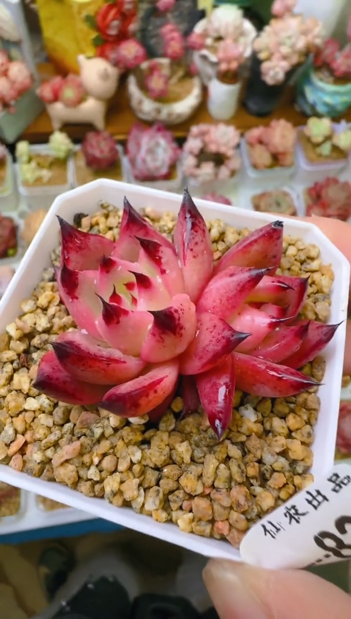 【闪购商品】凭—822—仙农（东云）