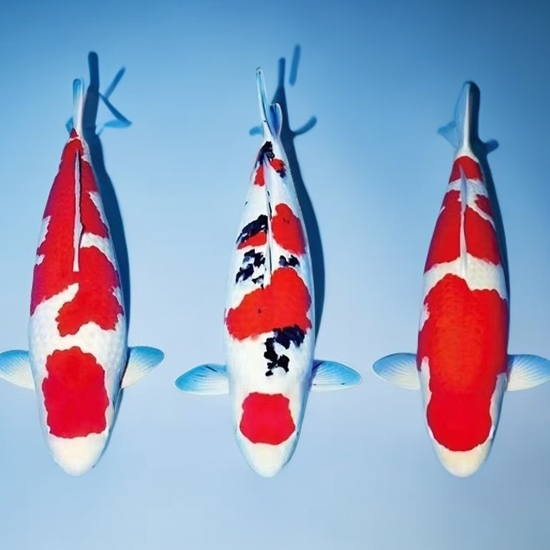 纯种红白大正昭和三色锦鲤观赏鱼鱼观赏鱼锦鲤鱼冷水鱼好养耐活