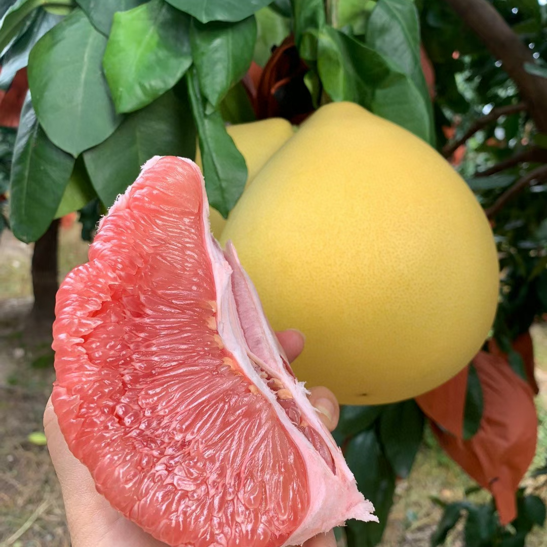 福建平和老树红心蜜柚 新鲜现摘 皮薄肉厚多汁 4.5-8.5斤 M