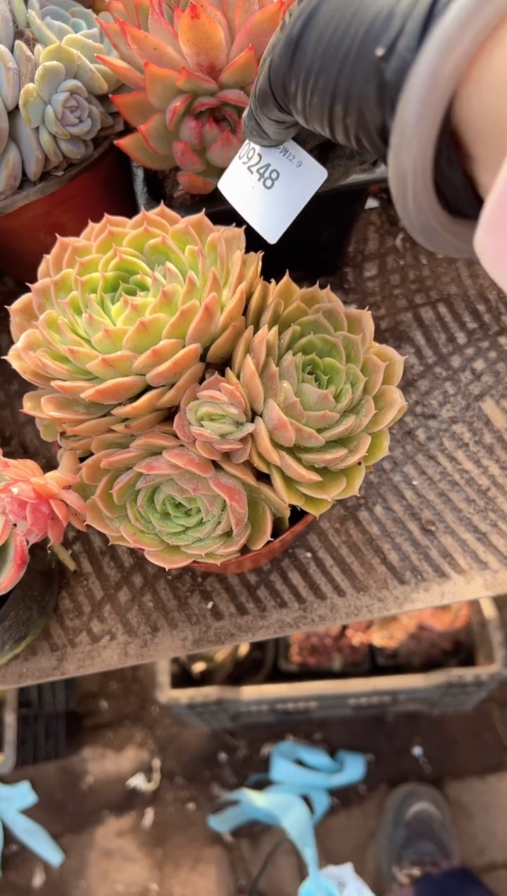 1****6多肉植物一物一拍09248