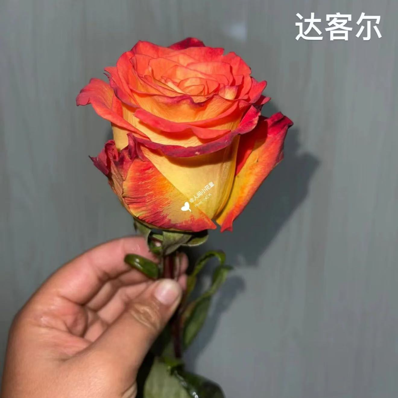 超新品达喀尔月季灌木大花庭院阳台盆栽多季开花切花玫瑰