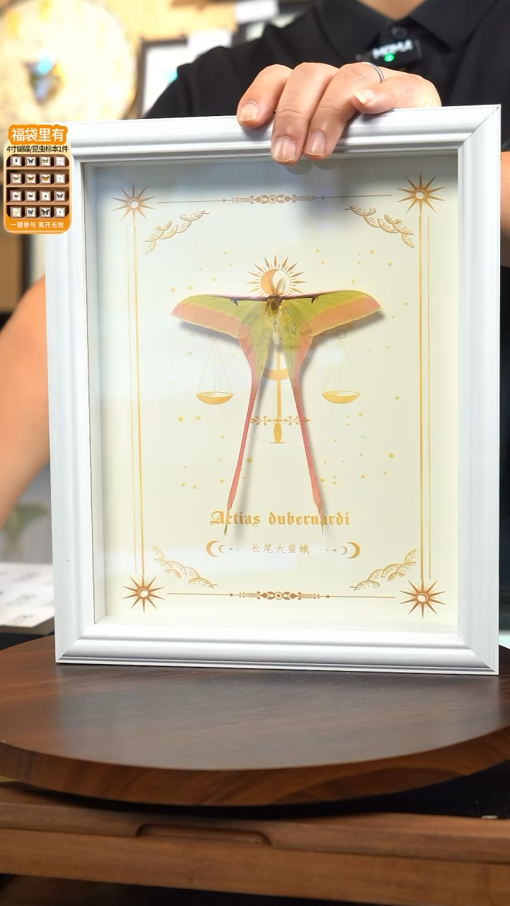 长尾大蚕蛾标本10寸欧式白框