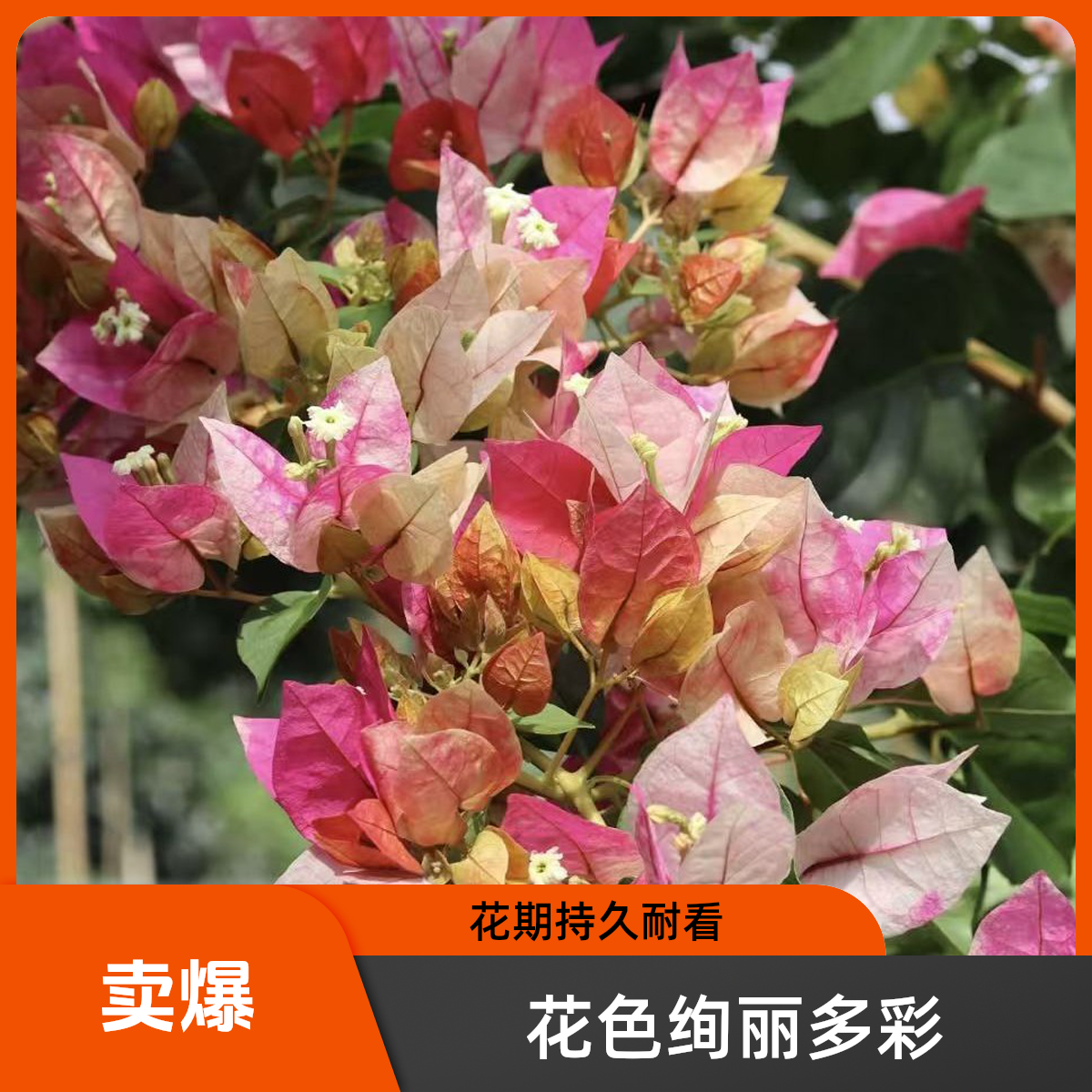 （正版娆不带花）精品三角梅包邮包对版包售后一个月