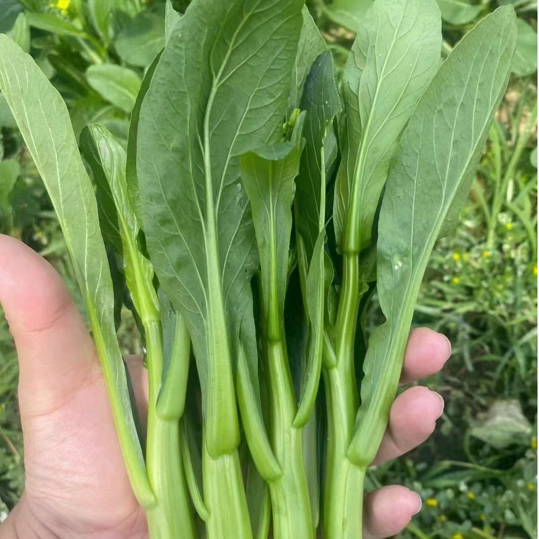 寿光蔬菜种子绿菜心四九叶菜芯籽高产抗热耐湿包邮蔬菜种子蔬菜苗