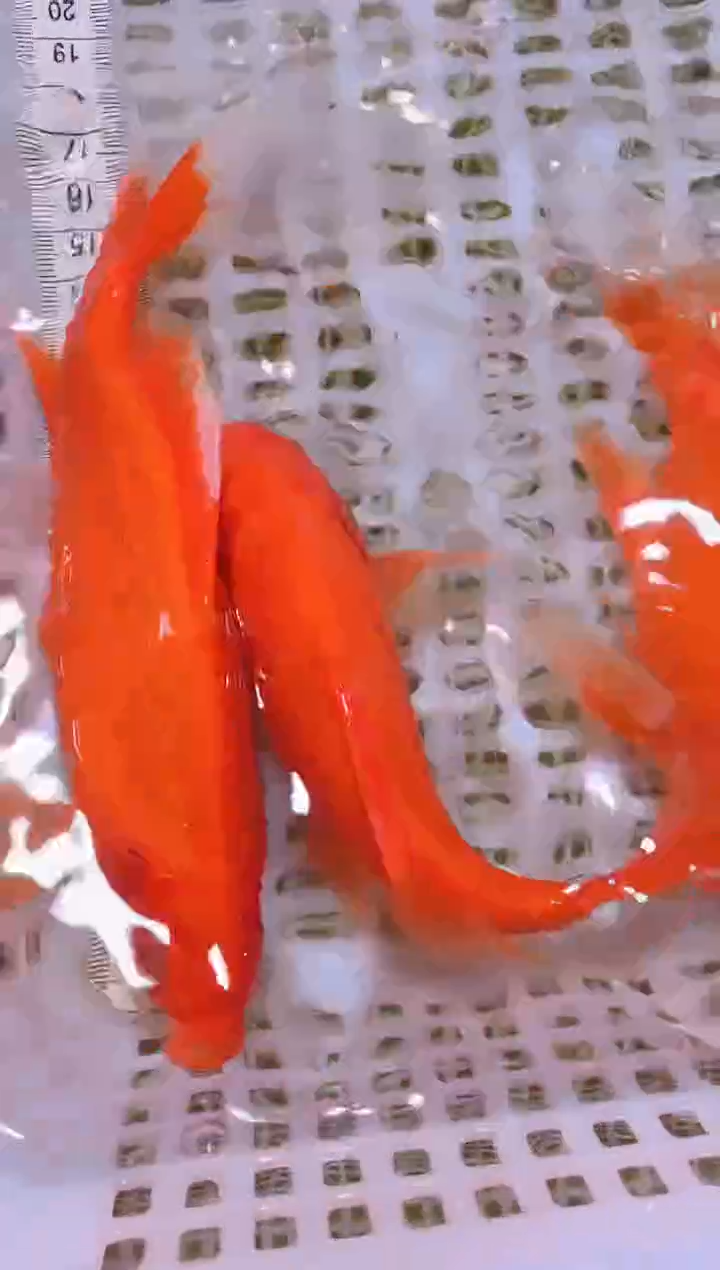 锦鲤冷水观赏鱼全场包邮99