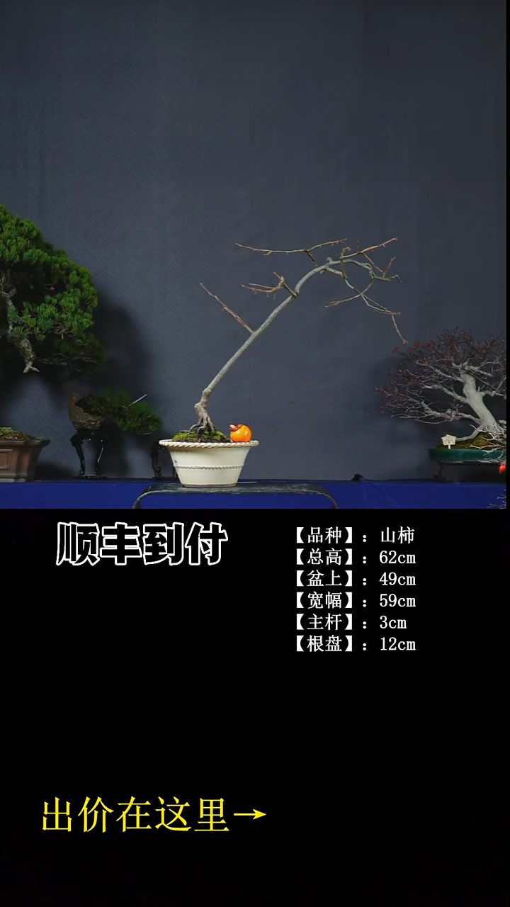 无花朵山柿 不包邮