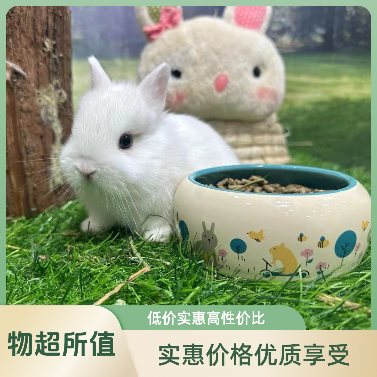 侏儒兔垂耳兔宠物兔随机发（顺丰发货）