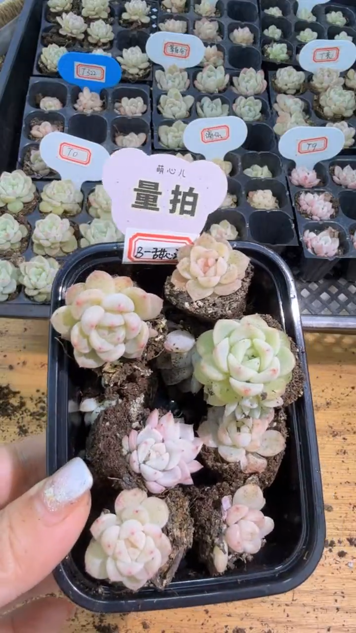 B-穴盘小苗混9颗量拍混发（不标注个体名）