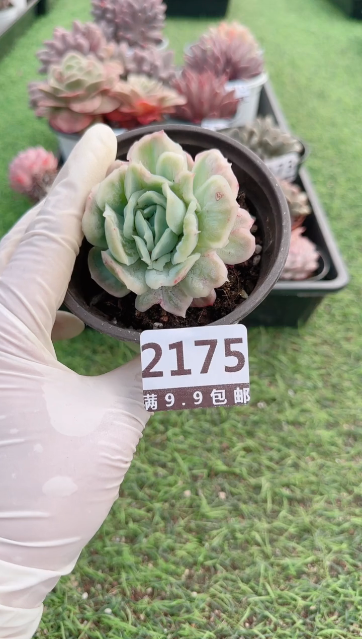 【闪购商品】信服多肉一物一拍