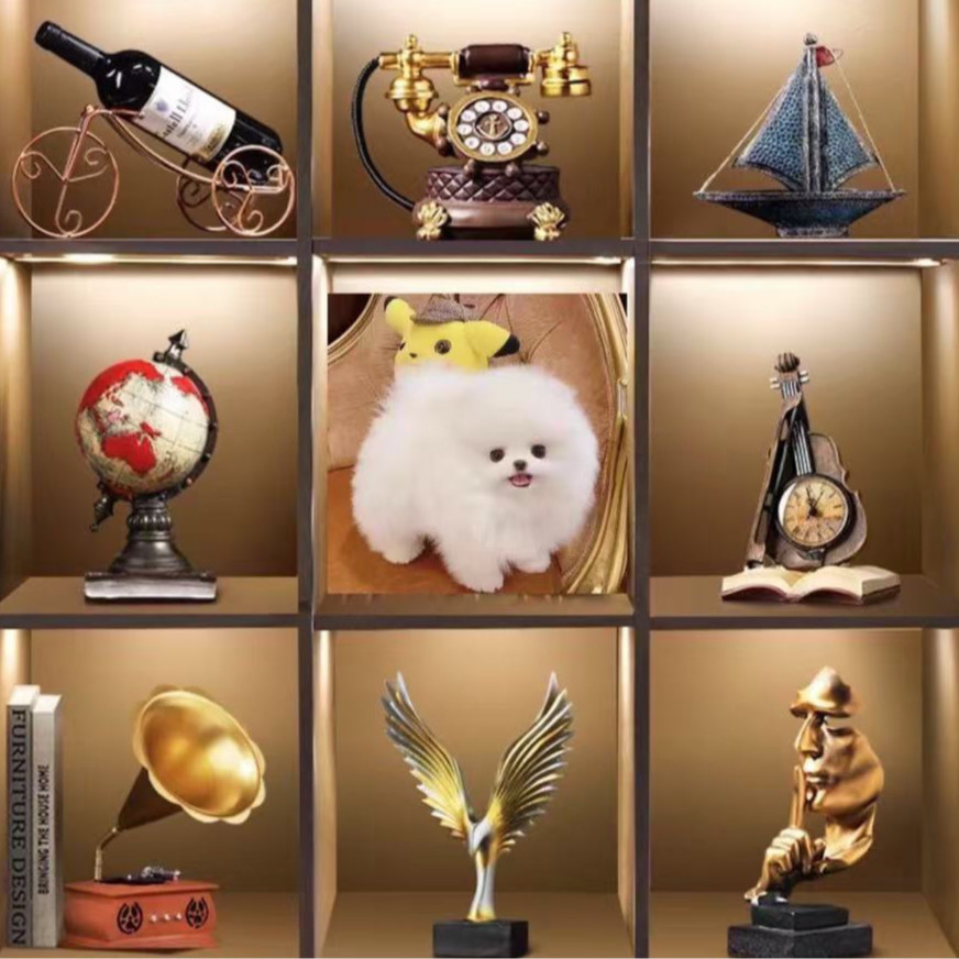 宠物相册 宠物相册YAOYAO