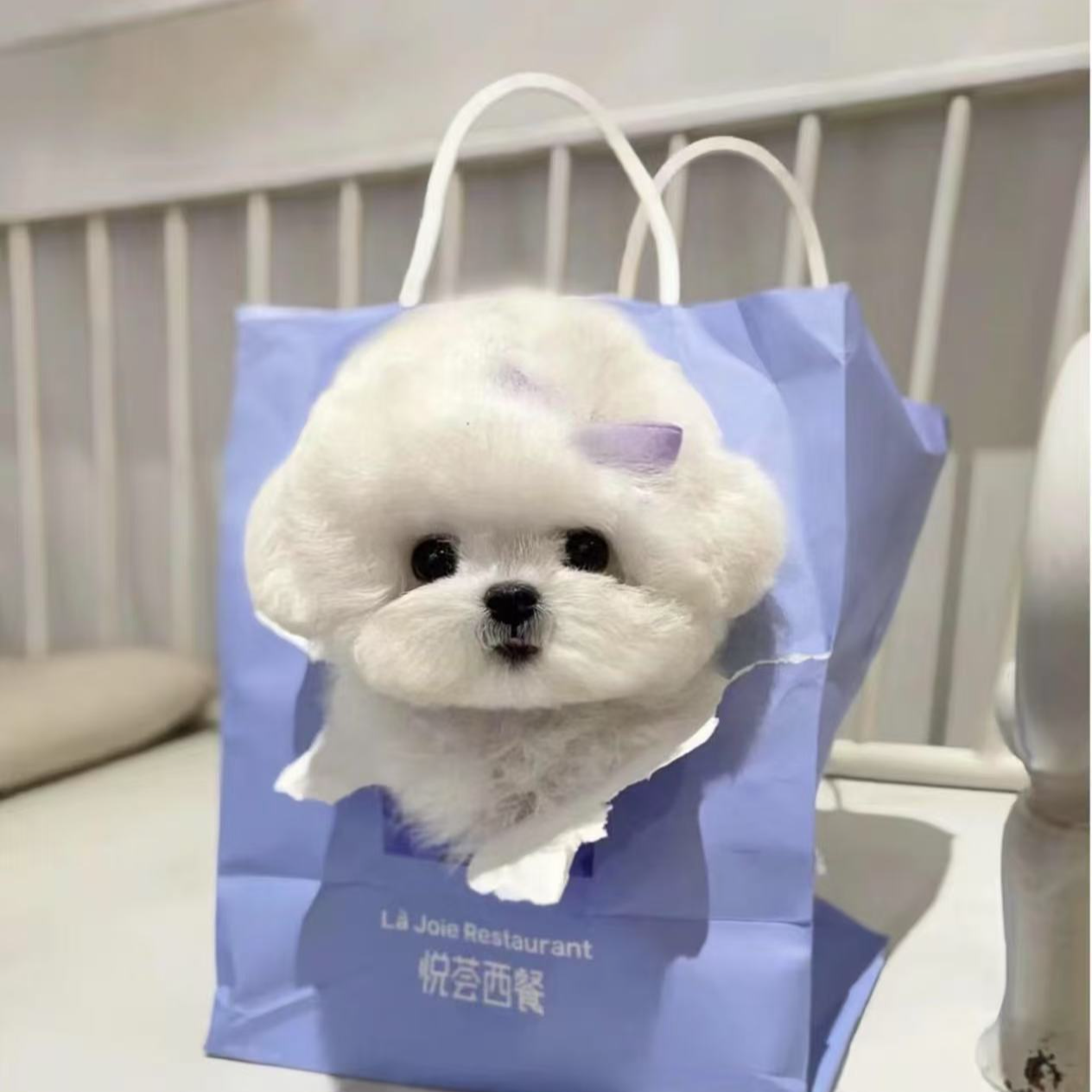 【乐丁萌宠】上门链接