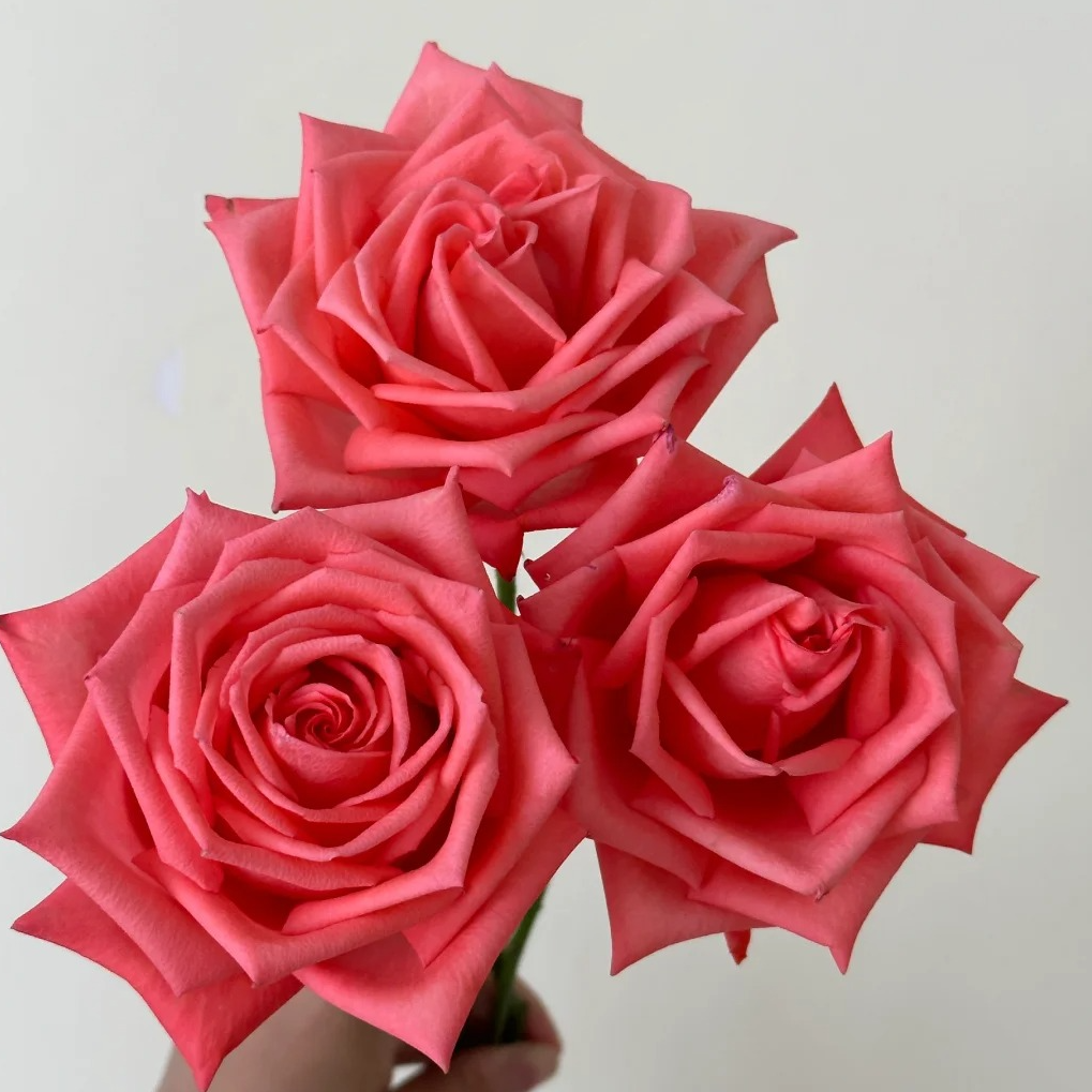 【源头优选】影星单头玫瑰/元旦预热-任意2单鲜花升级快递