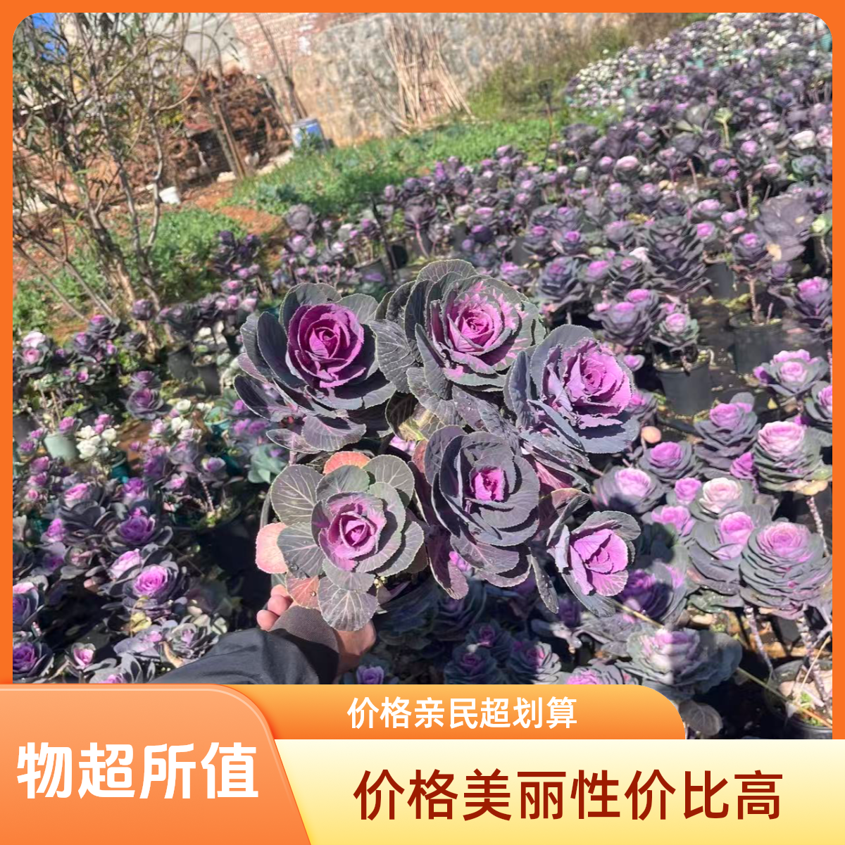 一盆多棵牡丹系列羽衣甘蓝盆栽耐寒盆盆地栽好养好种能食用