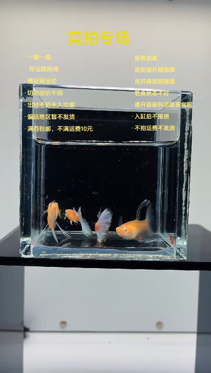 蓝白绣球两对-49