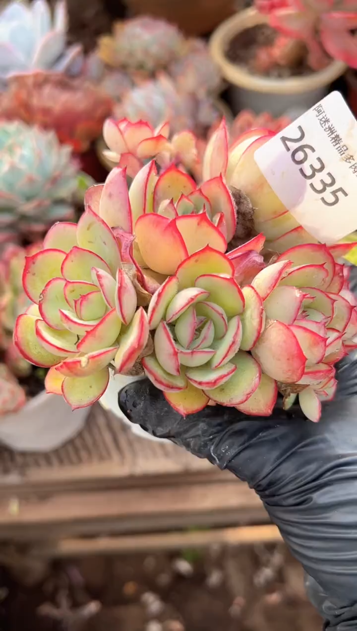 陌****年多肉植物一物一拍26335