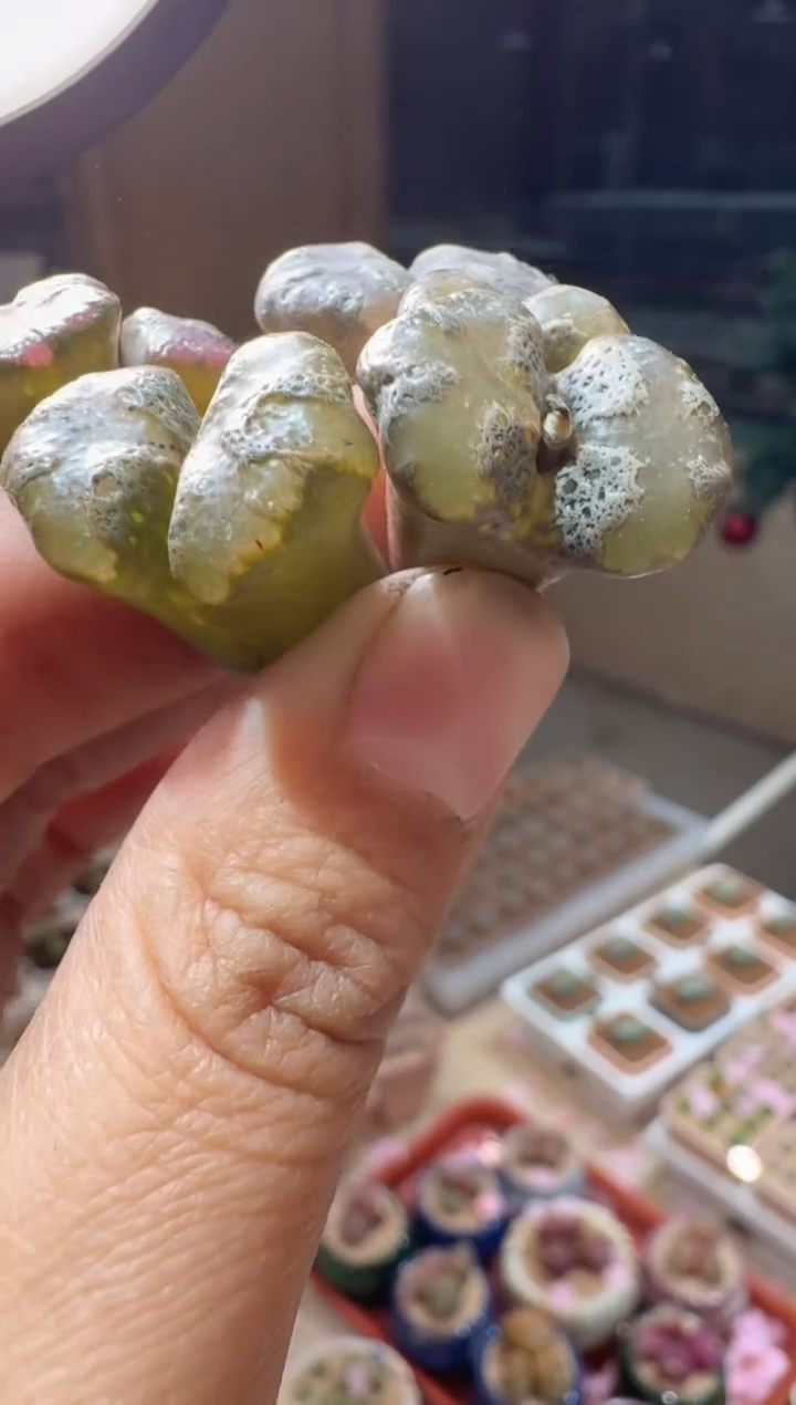 228多肉植物肉锥凤尾蝶一颗