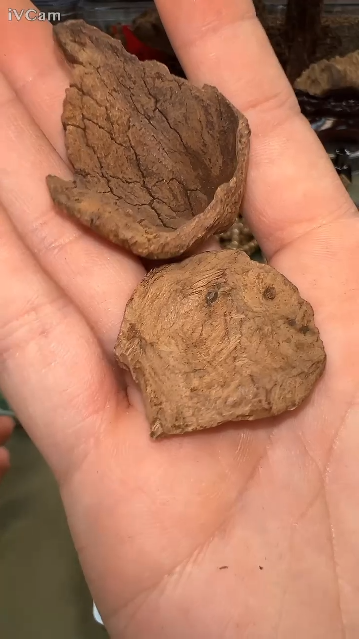 海南红土沉水原料7.9g