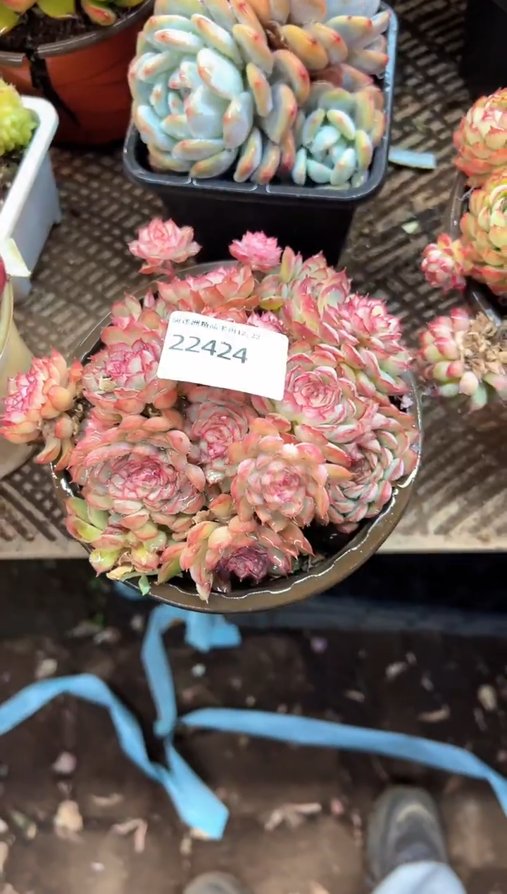 冰*多肉植物一物一拍22424