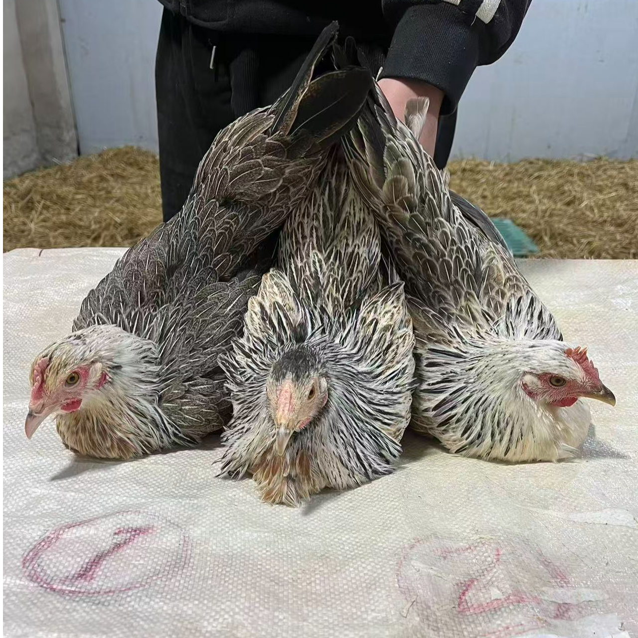 宠物鸡  母鸡【三只装】单只1.5-2斤活体包邮（以直播间为准）