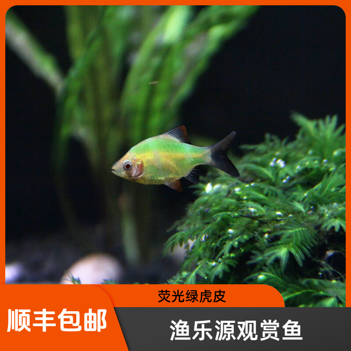 荧光绿虎皮热带观赏鱼低氧耐活小型淡水鱼
