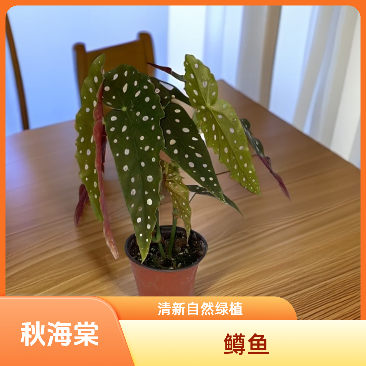 鳟鱼 秋海棠 一颗包邮无售后 完美主义者勿拍