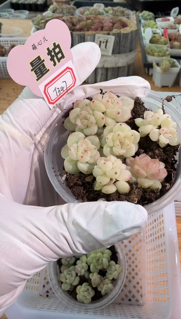 T347小圆盒1盒 量拍多肉植物