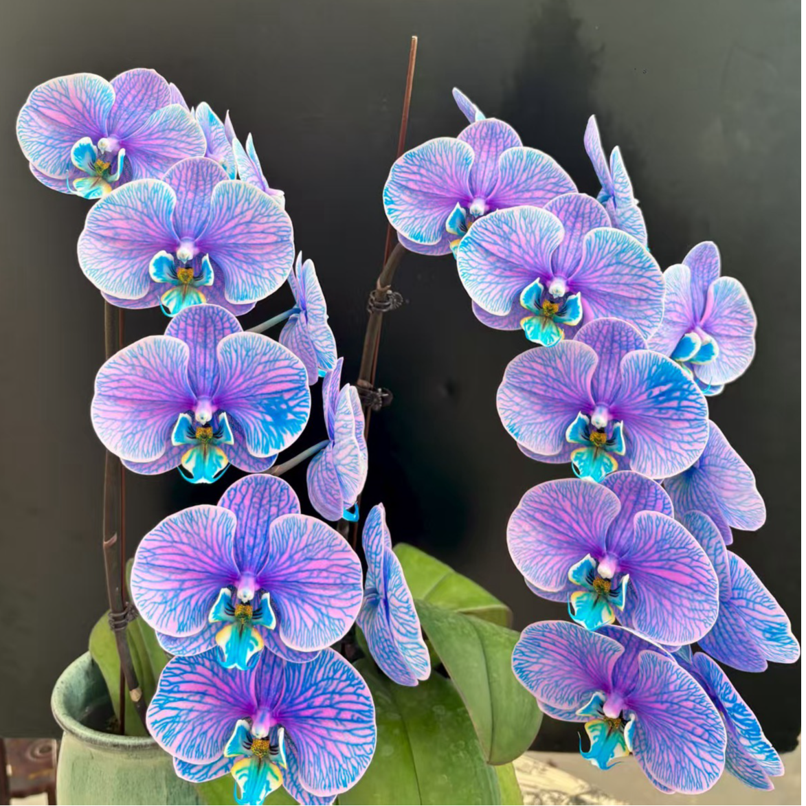 画鲜【黑雾紫蝶】马卡龙出口级别 超稀有名贵蝴蝶兰 吸色
