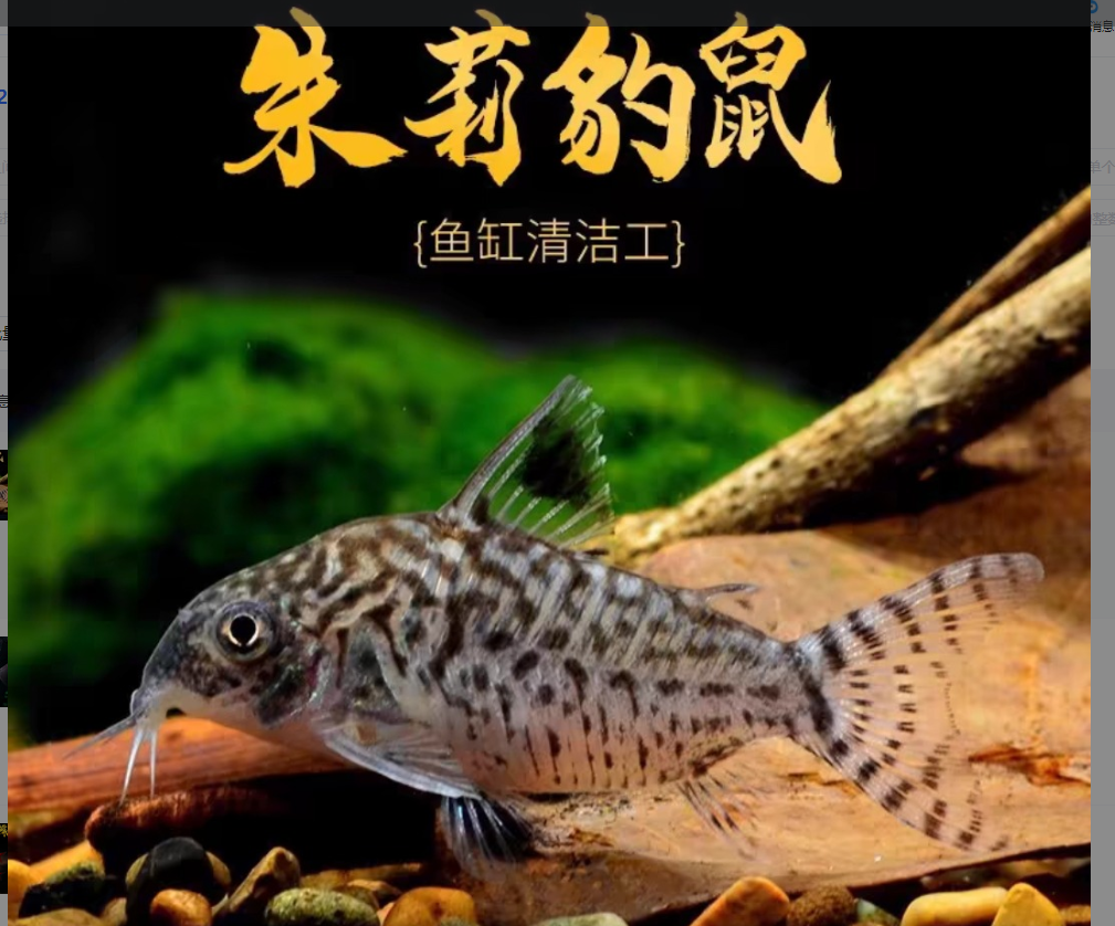 茉莉豹 观赏鱼 观赏鱼