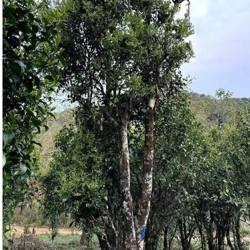 【贺新春清仓处理】2024年团结丫口-普洱茶春茶生茶-100g散茶